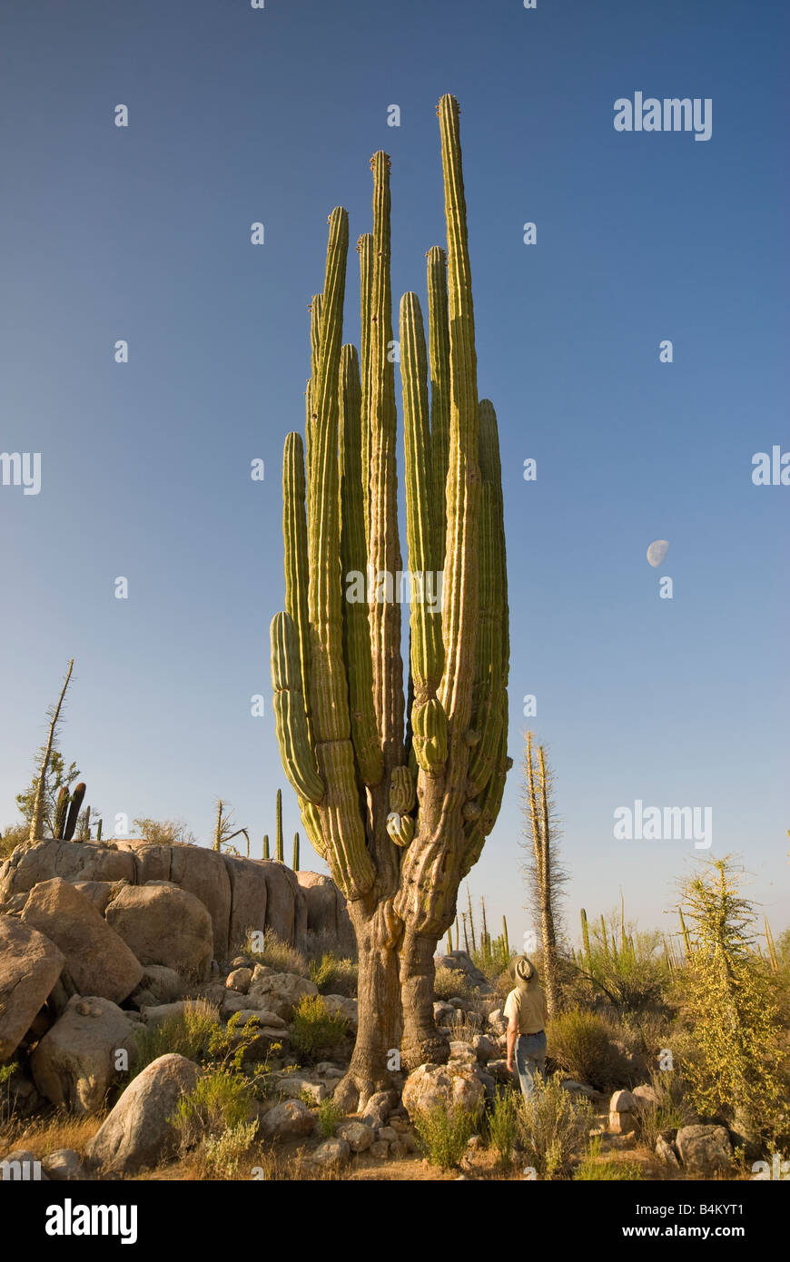 Man looking at cardon cactus, Desierto Central near Catavina in Baja California Mexico Stock Photo