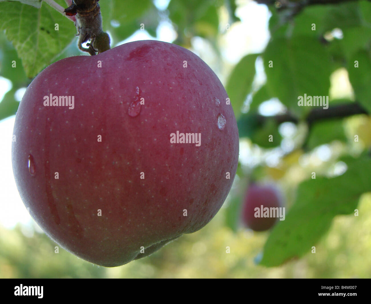 https://c8.alamy.com/comp/B4M007/ripe-red-apple-in-dwarf-mcintosh-apple-tree-in-autumn-B4M007.jpg