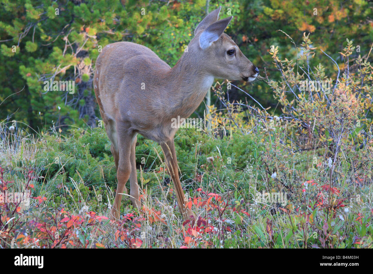 Deer in the Kananaskis village, Alberta Stock Photo