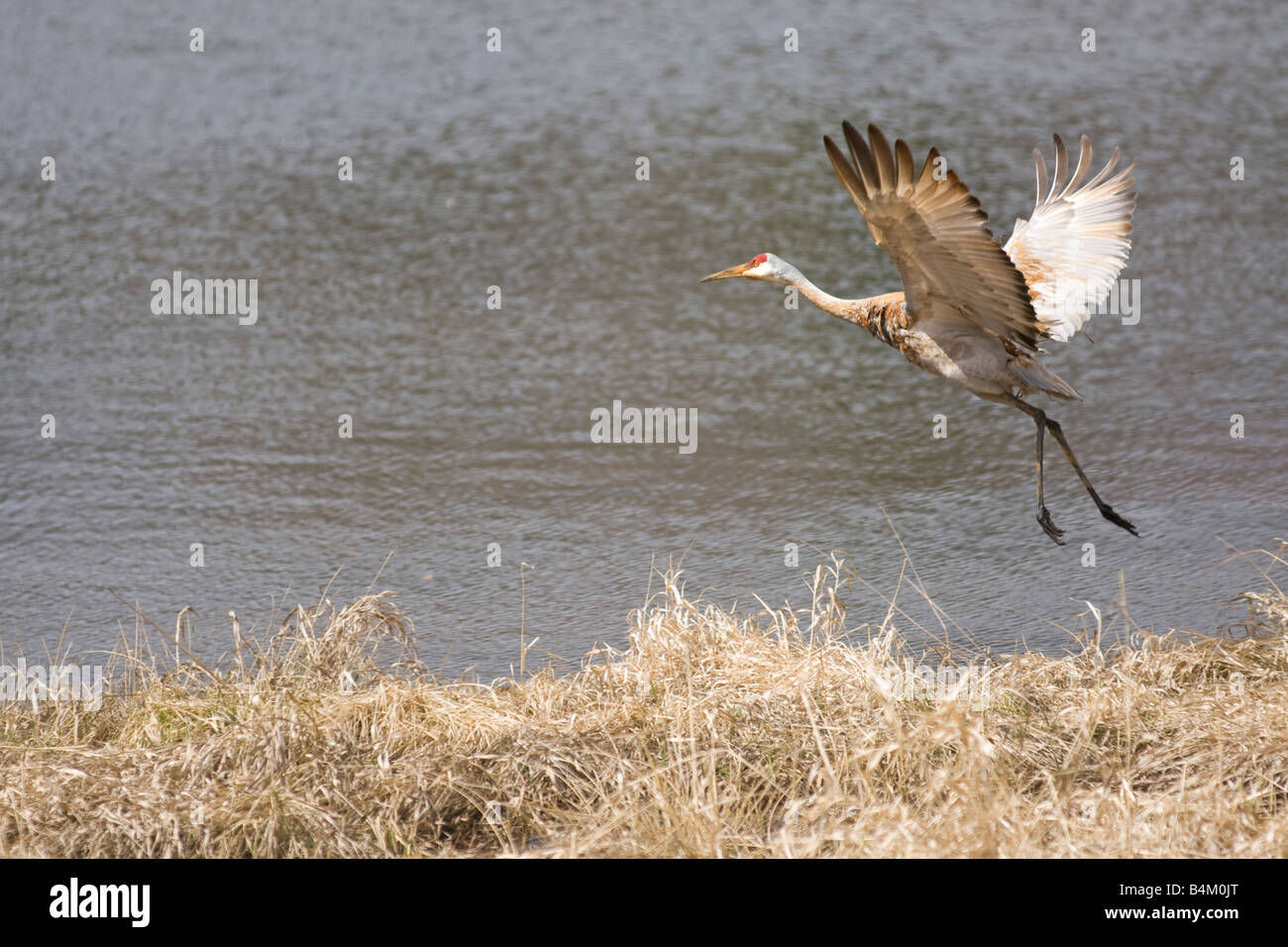 A sandhill crane near a small pond in central Wisconsin Stock Photo