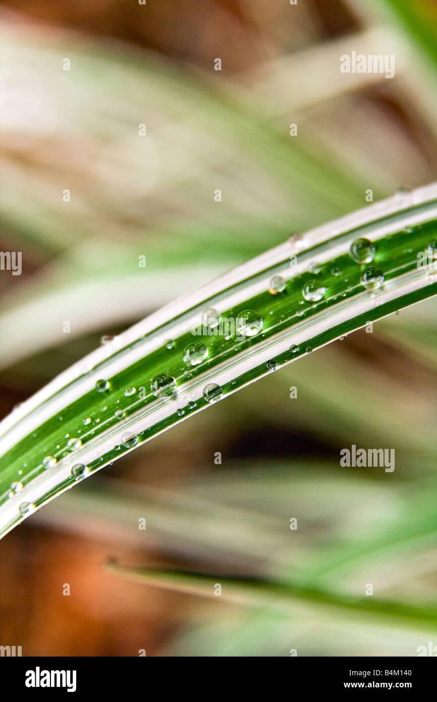 Raindrops on ornamental grass, close up view. Stock Photo