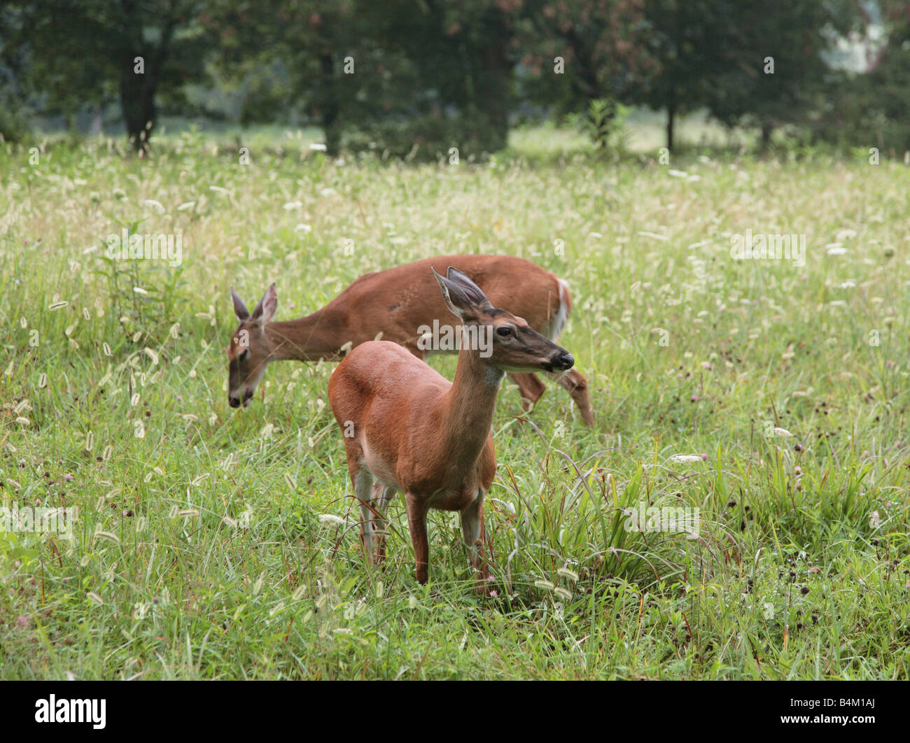 two deers on the field Stock Photo