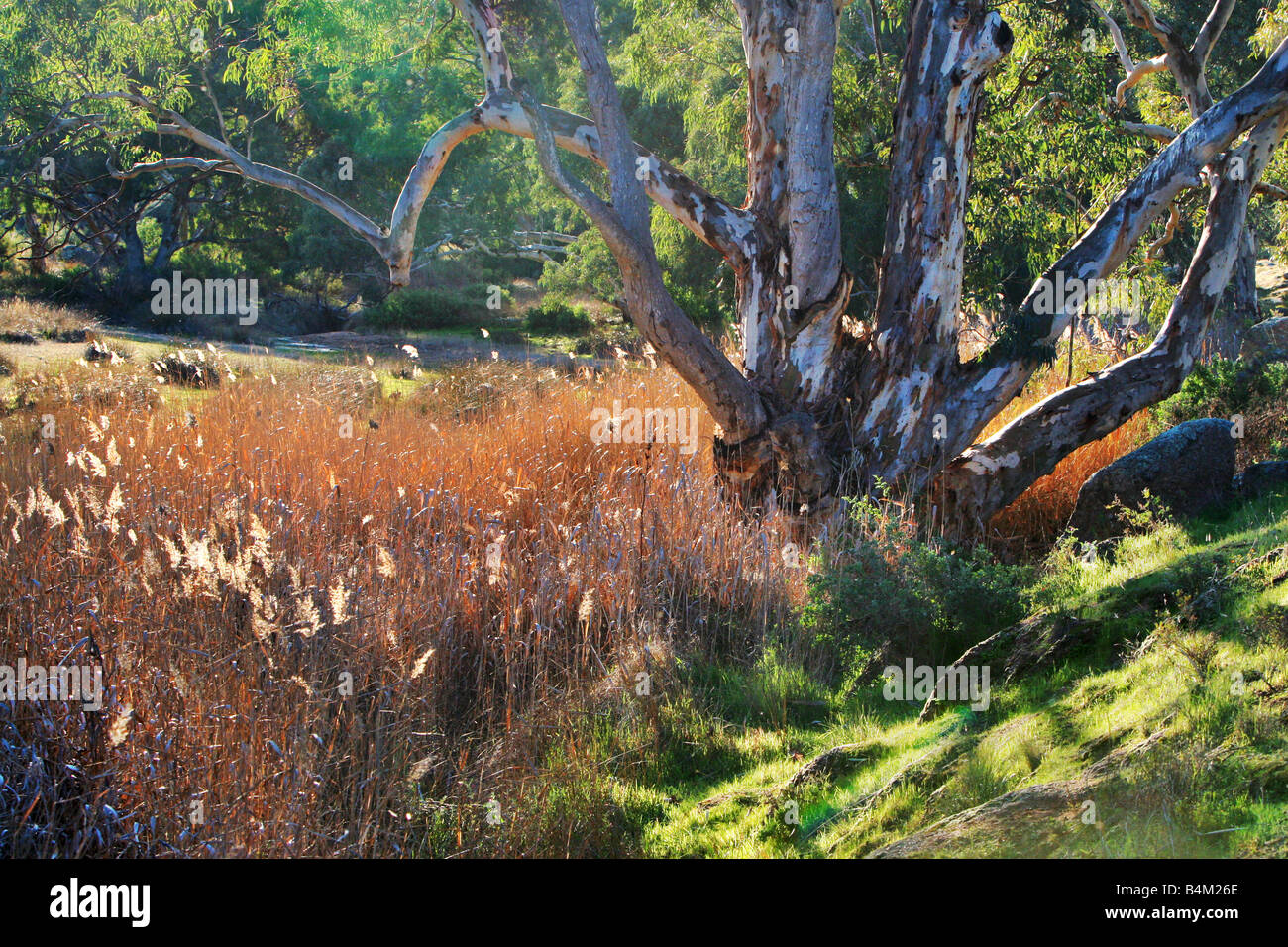 Australian bush pond hi-res stock photography and images - Alamy