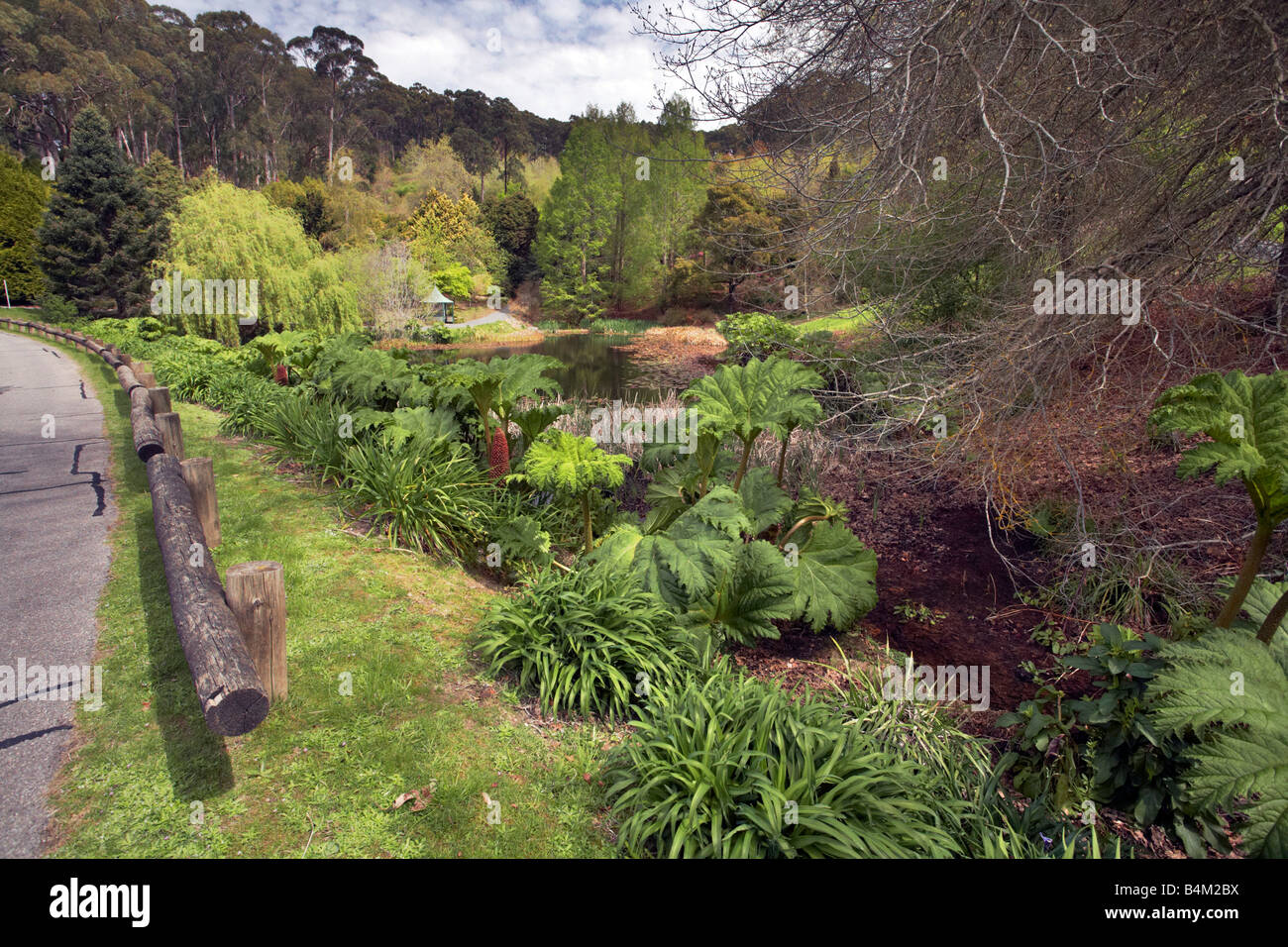 Adelaide hills native plants hires stock photography and images Alamy
