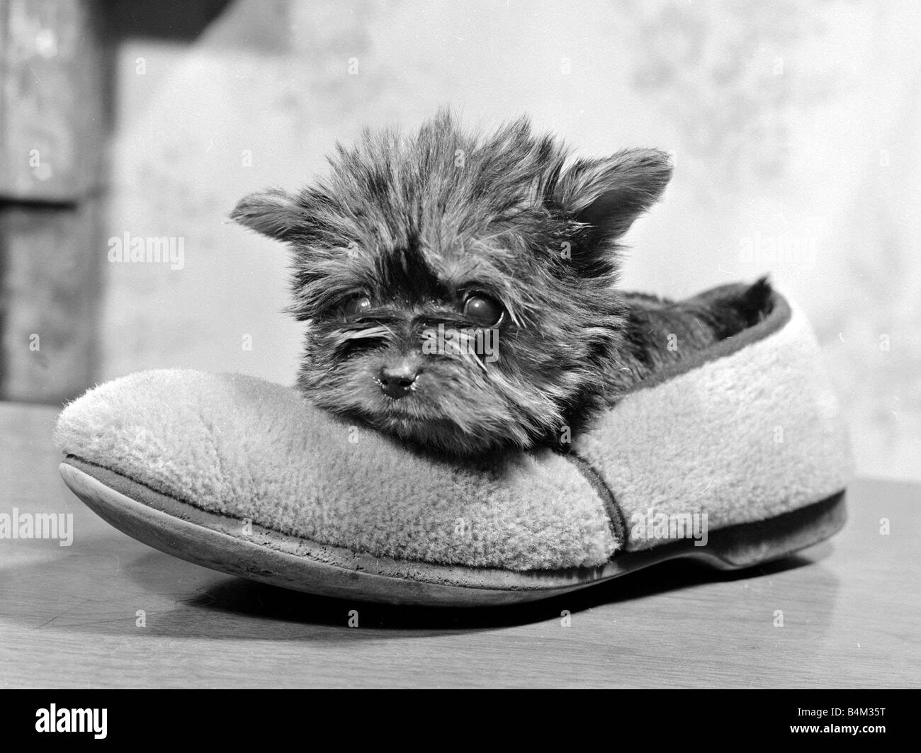 Four Month old Yorkshire Terrier weighs in at only 12 ozs keeping warm in an old slipper cute fluffy June 1972 Stock Photo