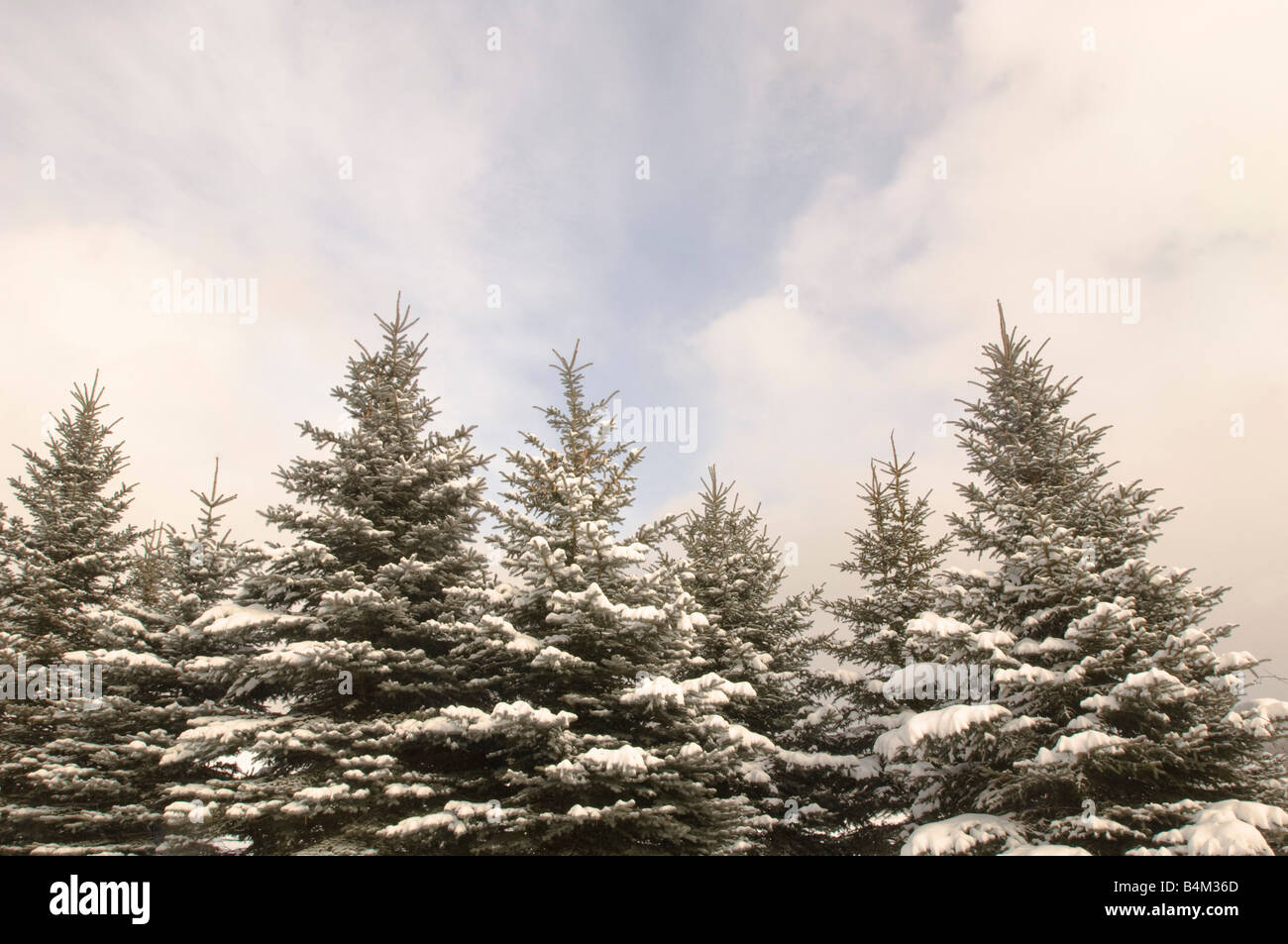 Spruce trees covered in snow following a lake effect snowstorm in Michigan s Upper Peninsula Stock Photo