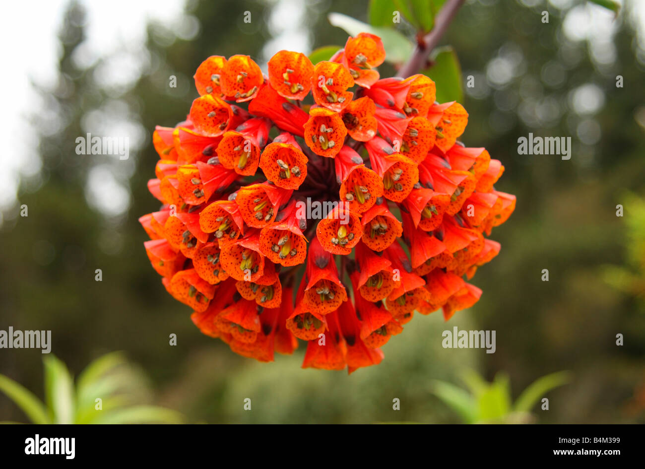 Bomarea flower, Cotopaxi National Park, Ecuador Stock Photo