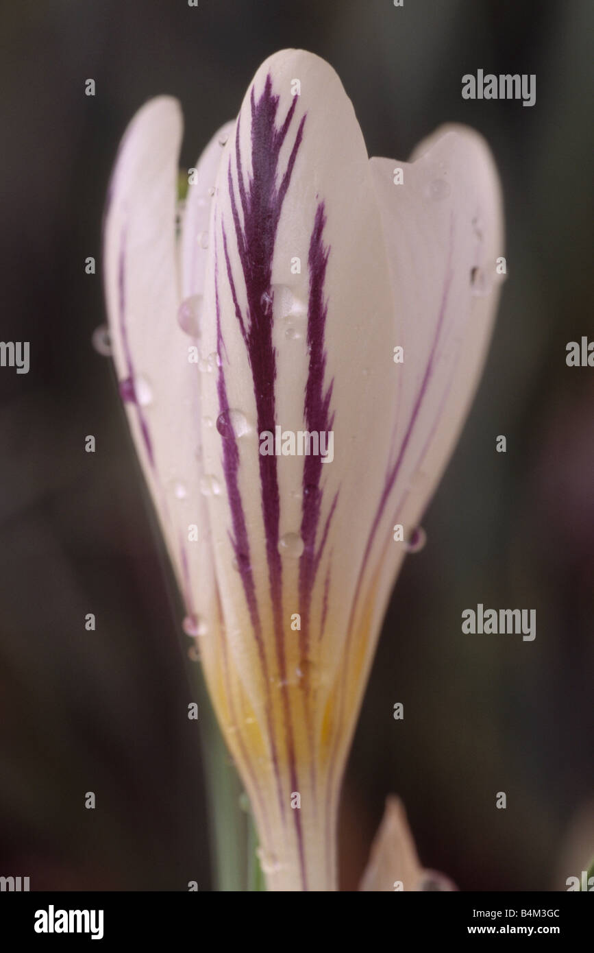 Crocus versicolor 'Picturatus' Close up of white crocus with purple feathering with water drops on petals. Stock Photo