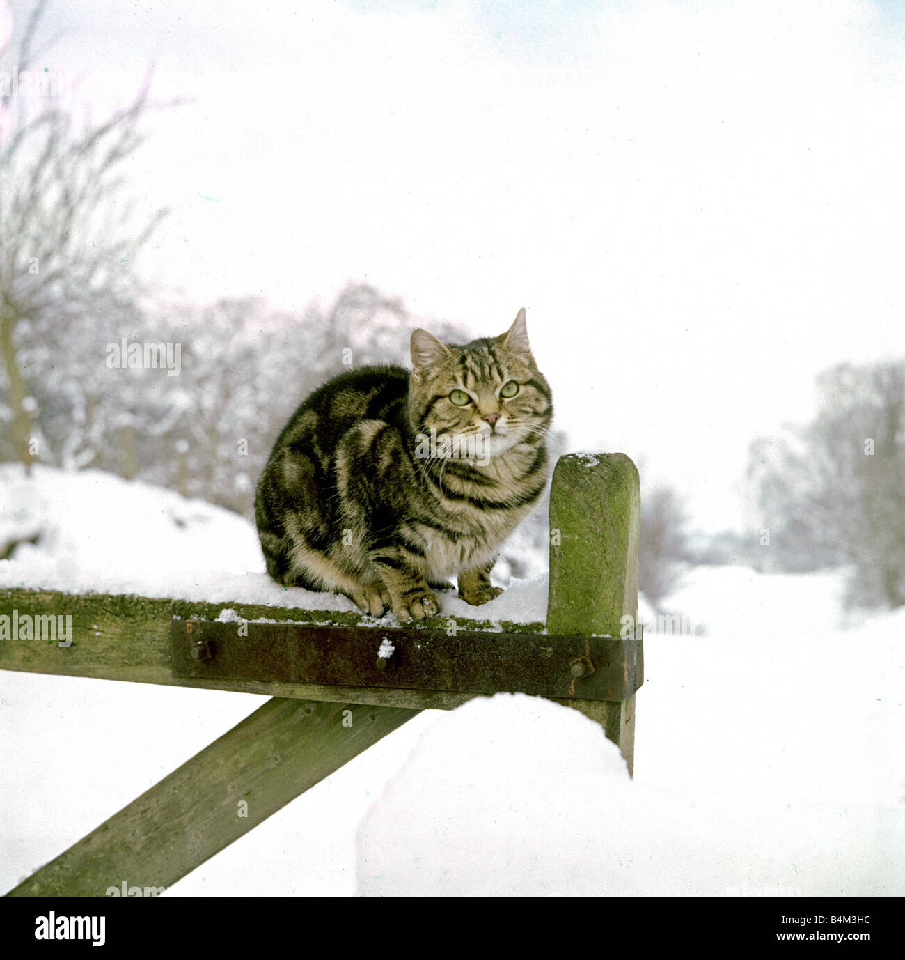 The farm cat sits on the gate contemplating last nights snow fall Tabby cat Gate Post Rural Winter February 1962 1960s Rural Landscape Trees Mirrorpix CR1867 2 2 1962 Stock Photo