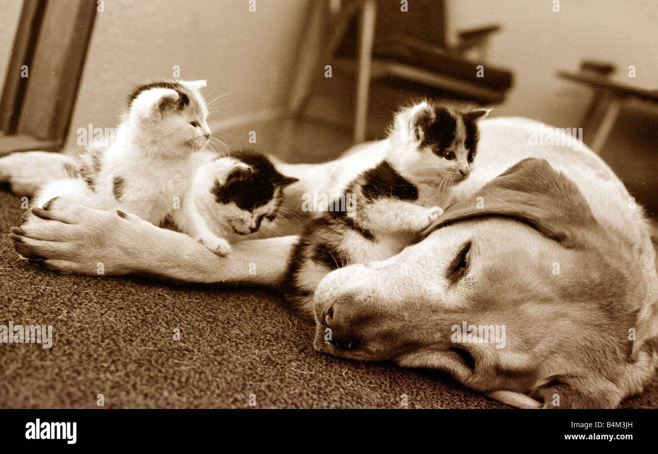 Golden retriever dog adopts kittens Dogs kitten cat cats Animal