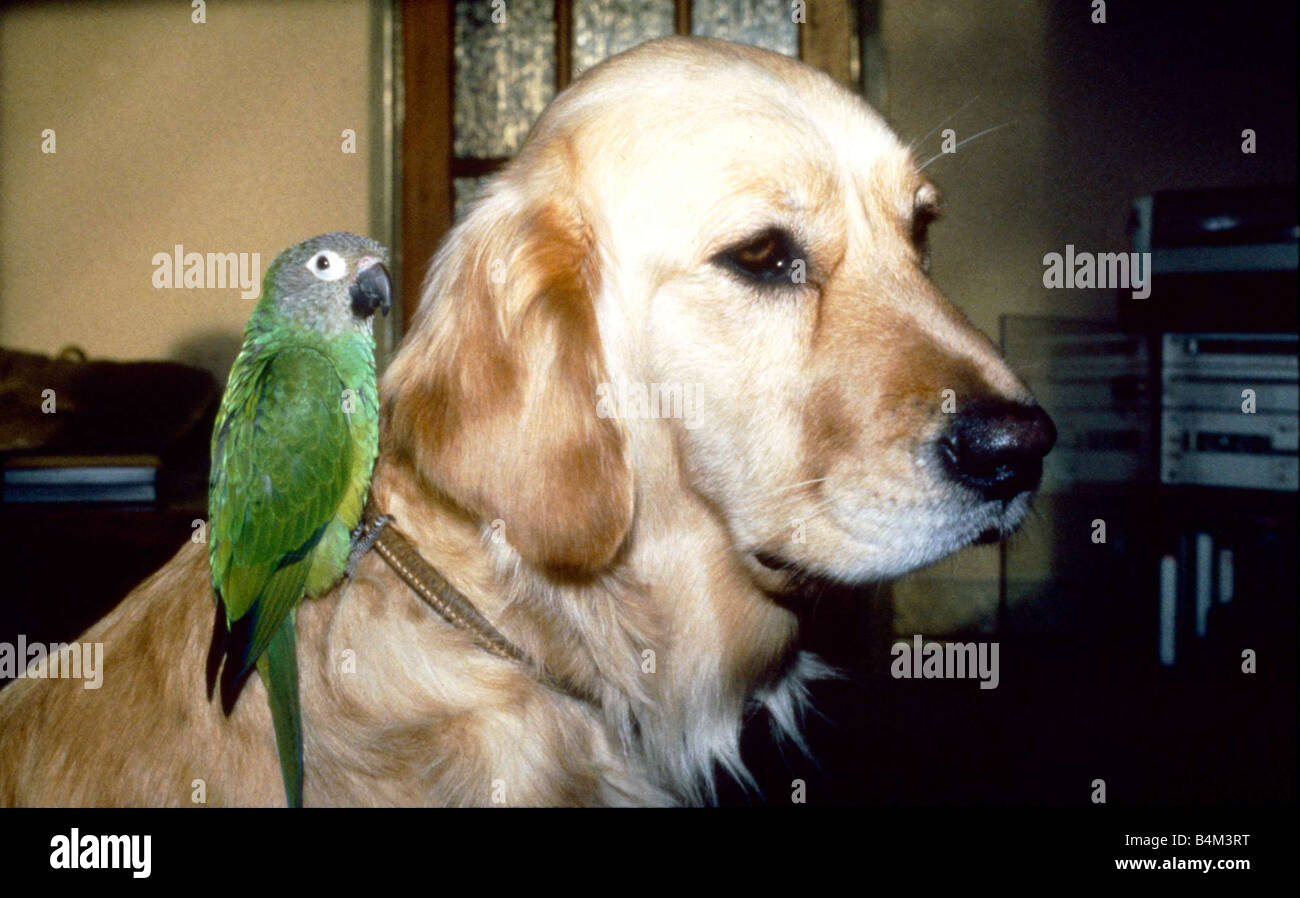 Mr magoo hi-res stock photography and images - Alamy