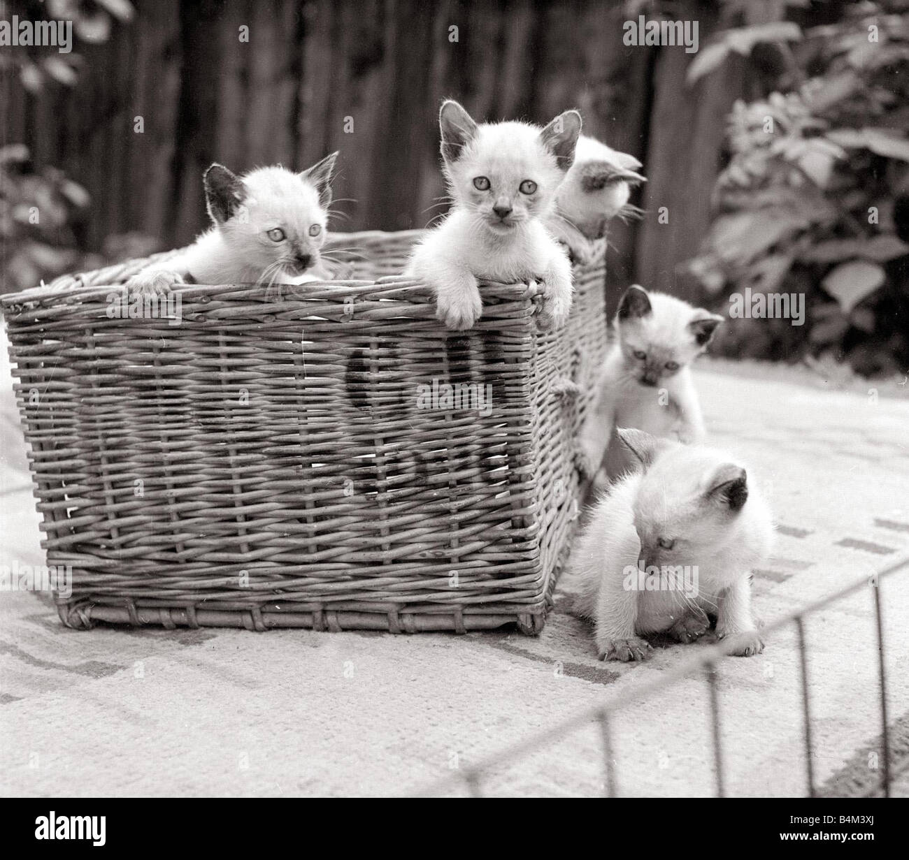 Siamese kittens playing in a basket circa 1960s cat cats animal animals pets cute wicker tiny small kitten Stock Photo