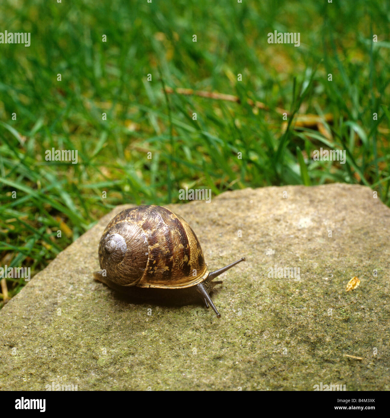 Garden pests snail on stone in lawn Stock Photo