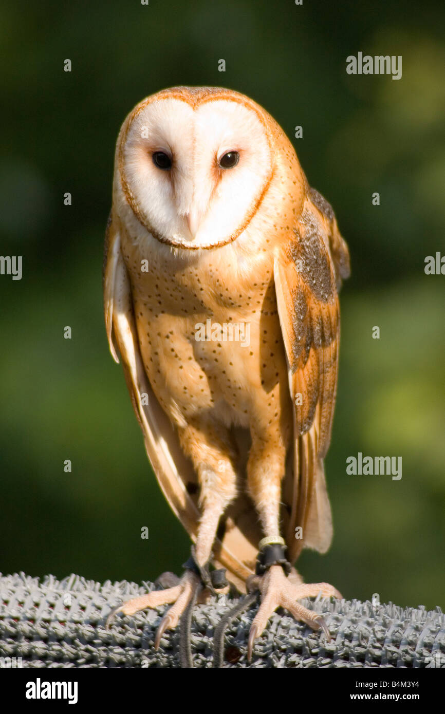 Barn Owl at World Bird Sanctuary in St. Louis, MO Stock Photo Alamy