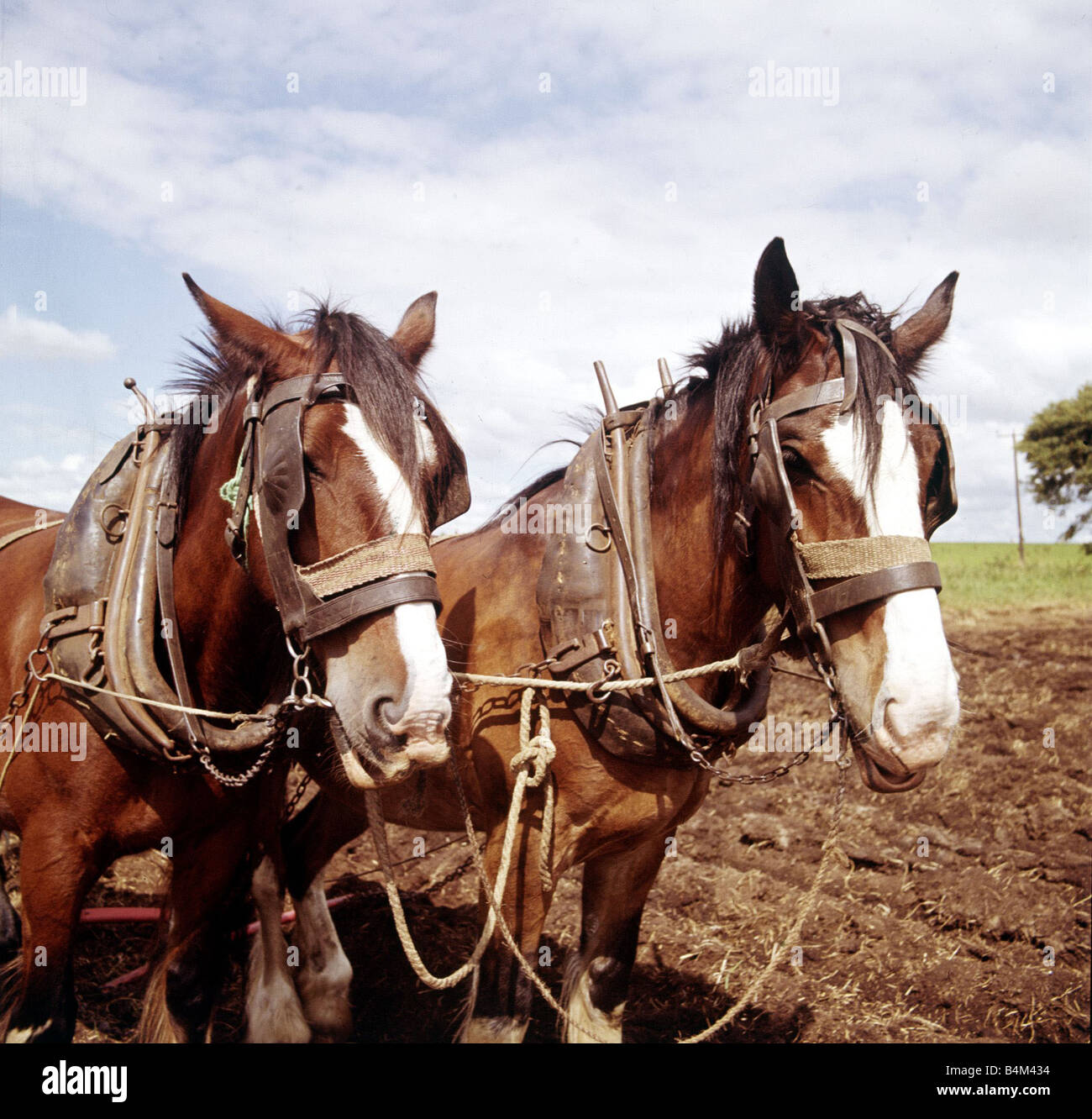 Farm farming horses plough hi-res stock photography and images - Alamy