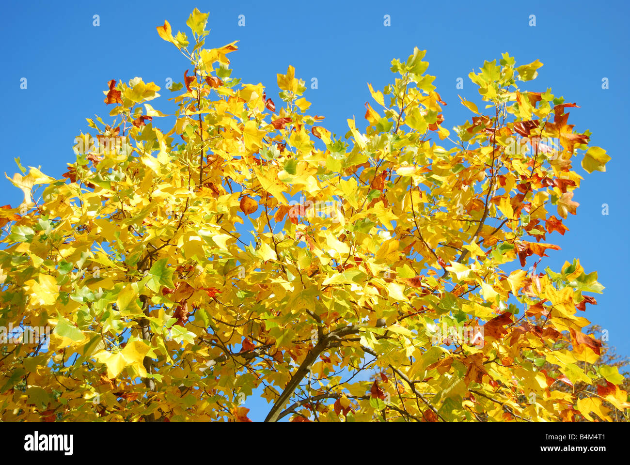 Colourful maple leaves in autumn, Alexandra Gardens, Windsor, Berkshire, England, United Kingdom Stock Photo