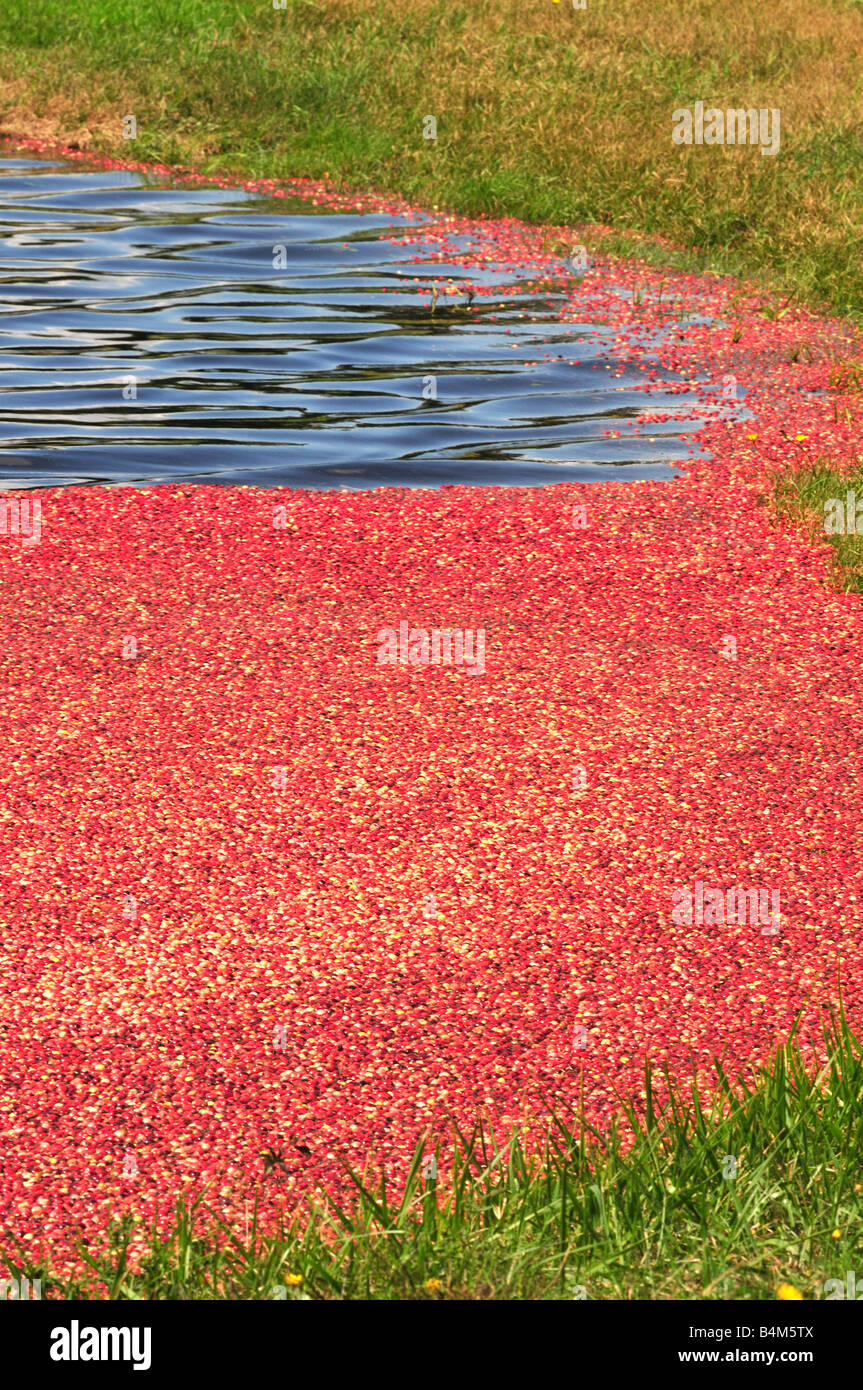 Cranberries floating hires stock photography and images Alamy