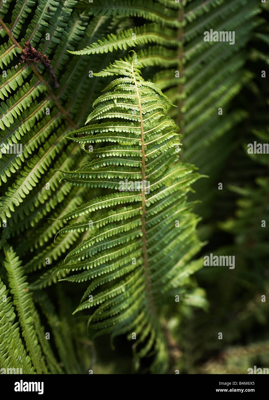 Perfect fern leaf design hi-res stock photography and images - Alamy