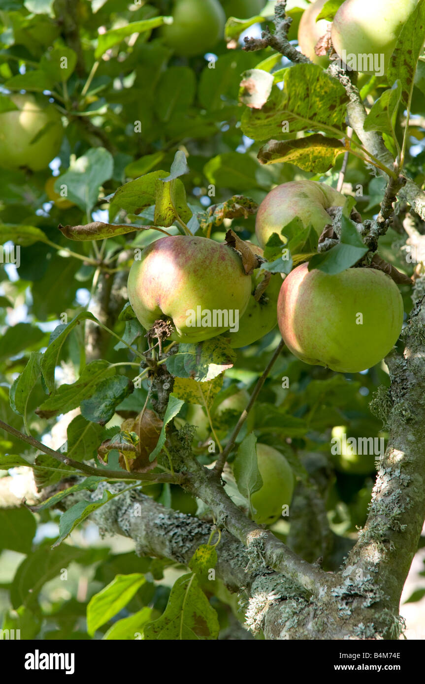 HOWGATE WONDER apples Stock Photo