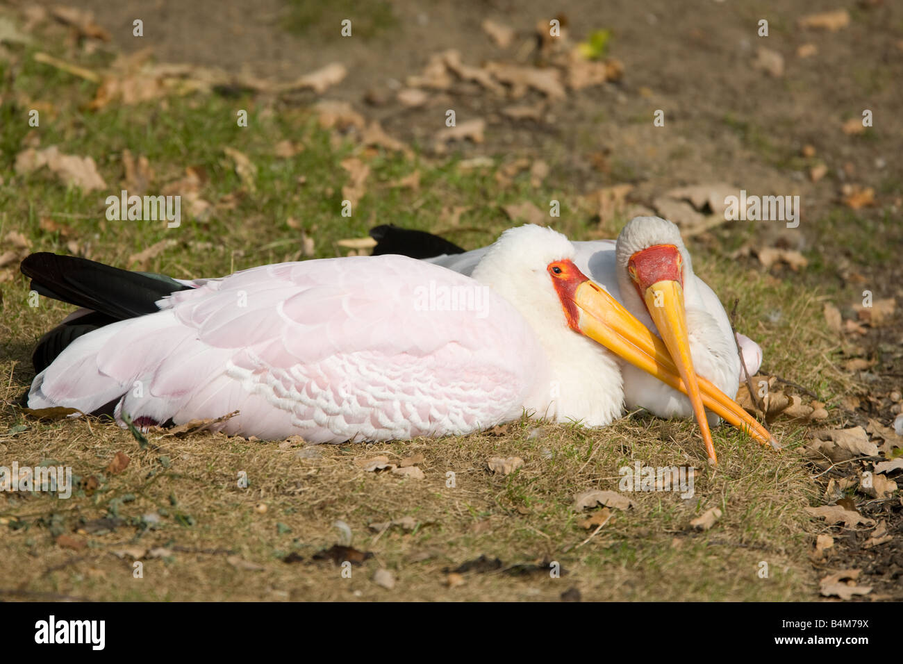 Yellowbilled Stork - Mycteria ibis Stock Photo