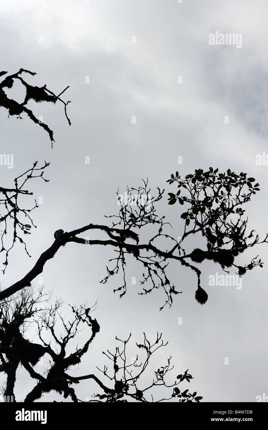 India, Sikkim. Tree branches. Sikkim, Inda Stock Photo Alamy
