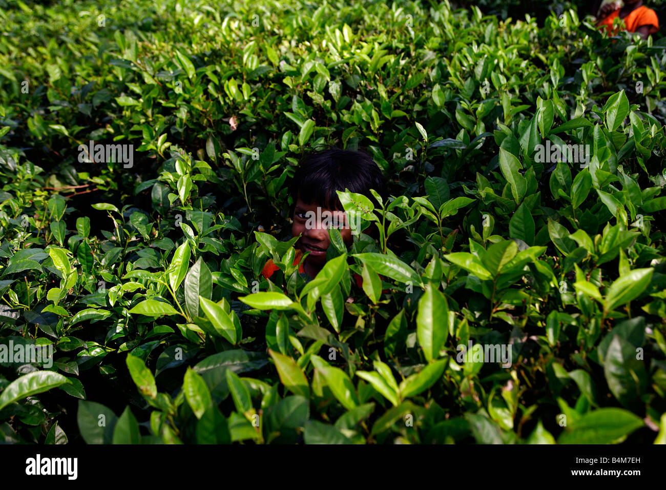 India, Sikkim. India Young girl helping to pick tea in the tea plantations of Darjeeling Stock Photo