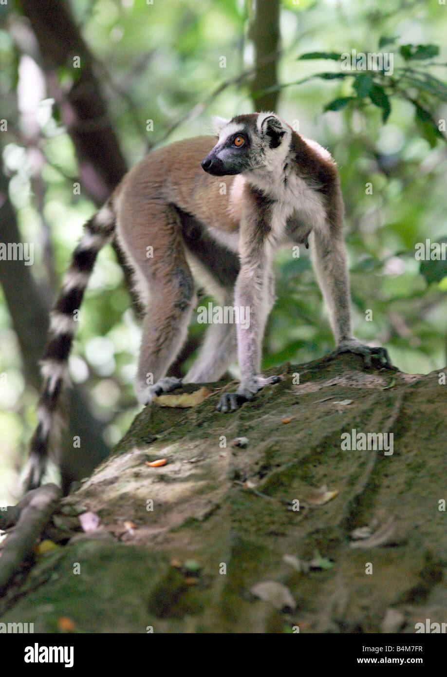 tailed lemur (Lemur catta) in the Canyon ... Biology Diagrams