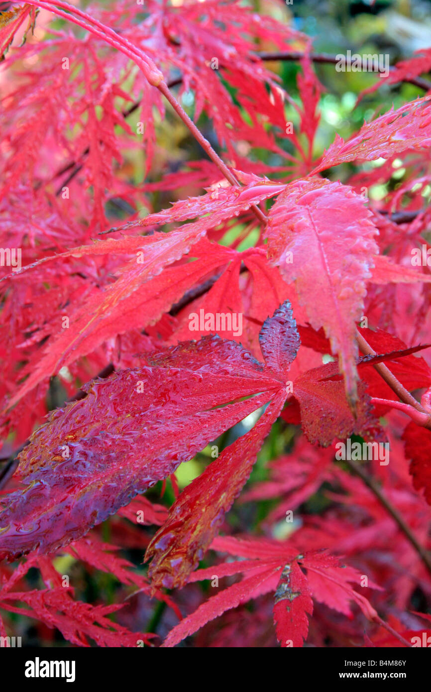 ACER PALMATUM AUTUMN COLOURS Stock Photo - Alamy