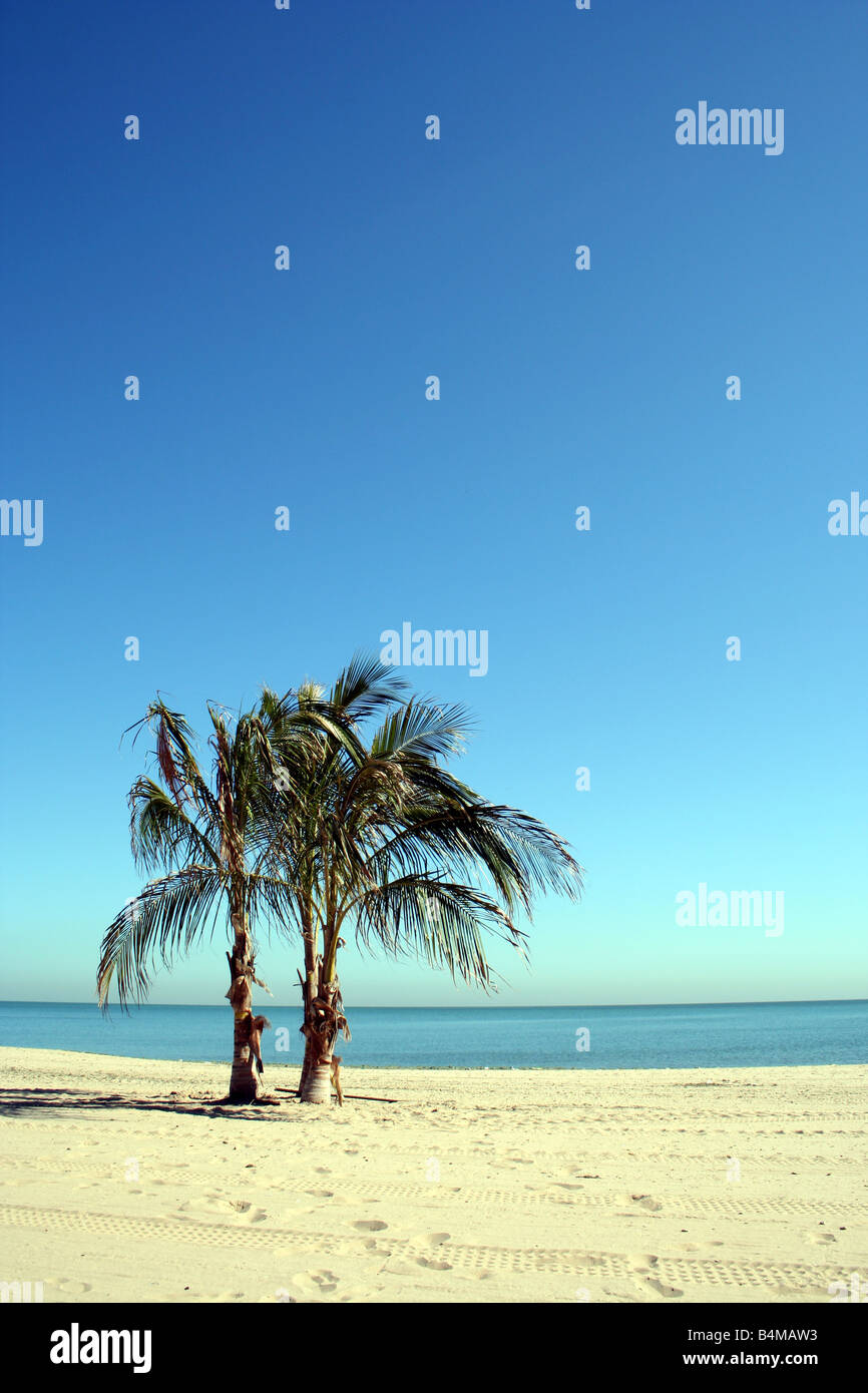 A palm tree on Oak Street beach on the shores of Lake Michigan. Stock Photo