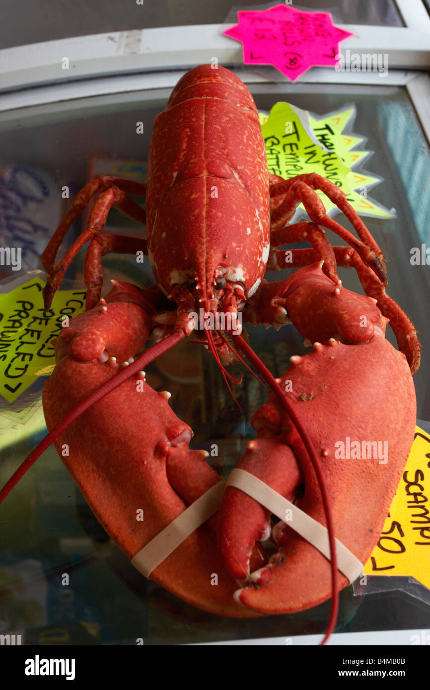 cooked lobster seafoods Stock Photo Alamy