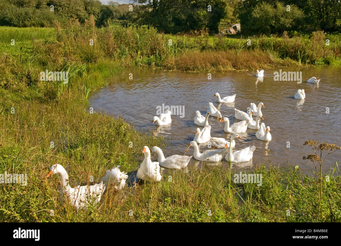Farmyard Geese coming out of a village pond at Bury Green on the Gower peninsula in south Wales Stock Photo