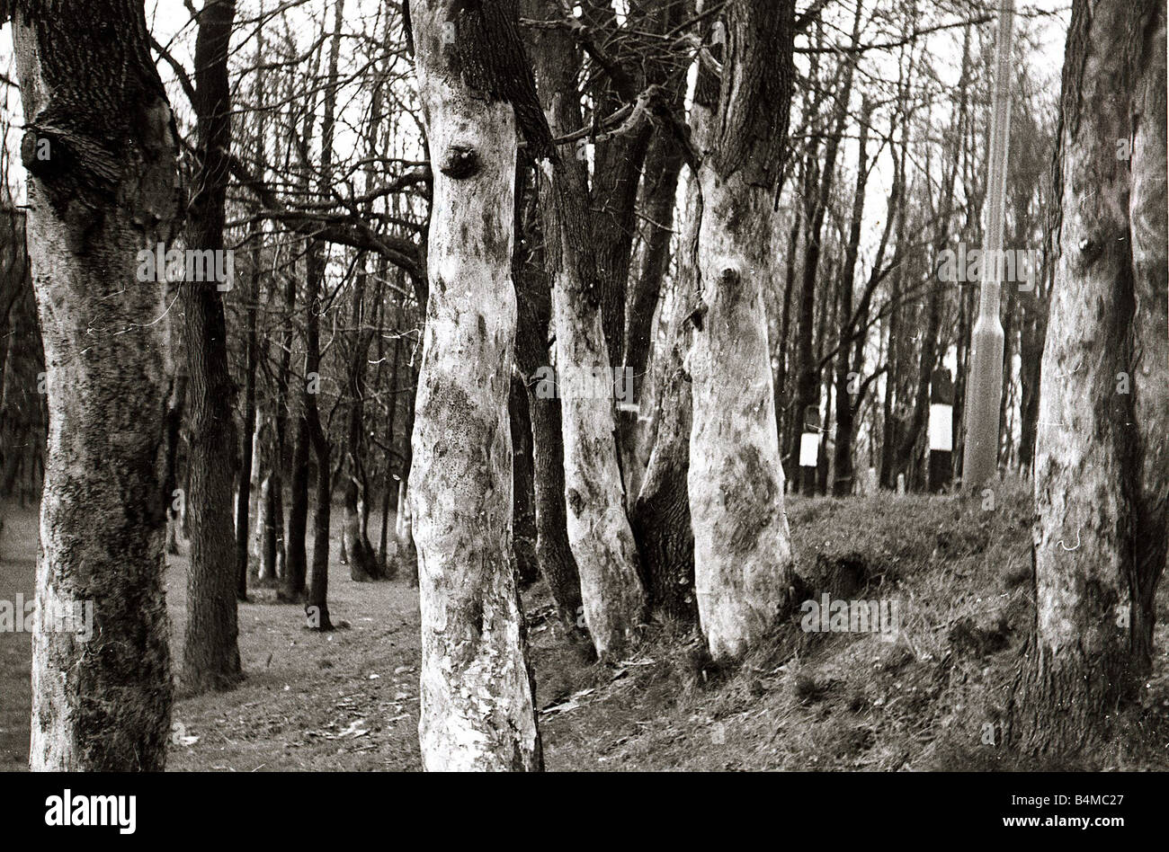 Elm tree bark hi-res stock photography and images - Alamy