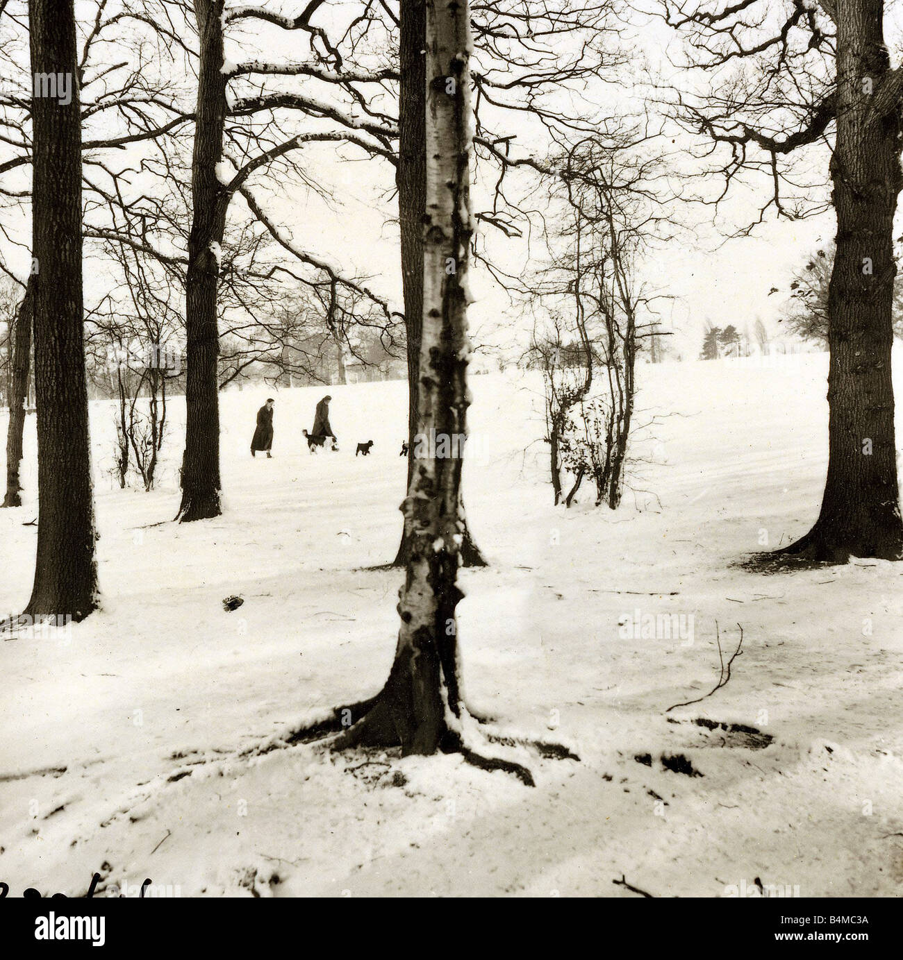 Grovelands Park Southgate Weather Winter Scenes Snow Trees ducks Stock
