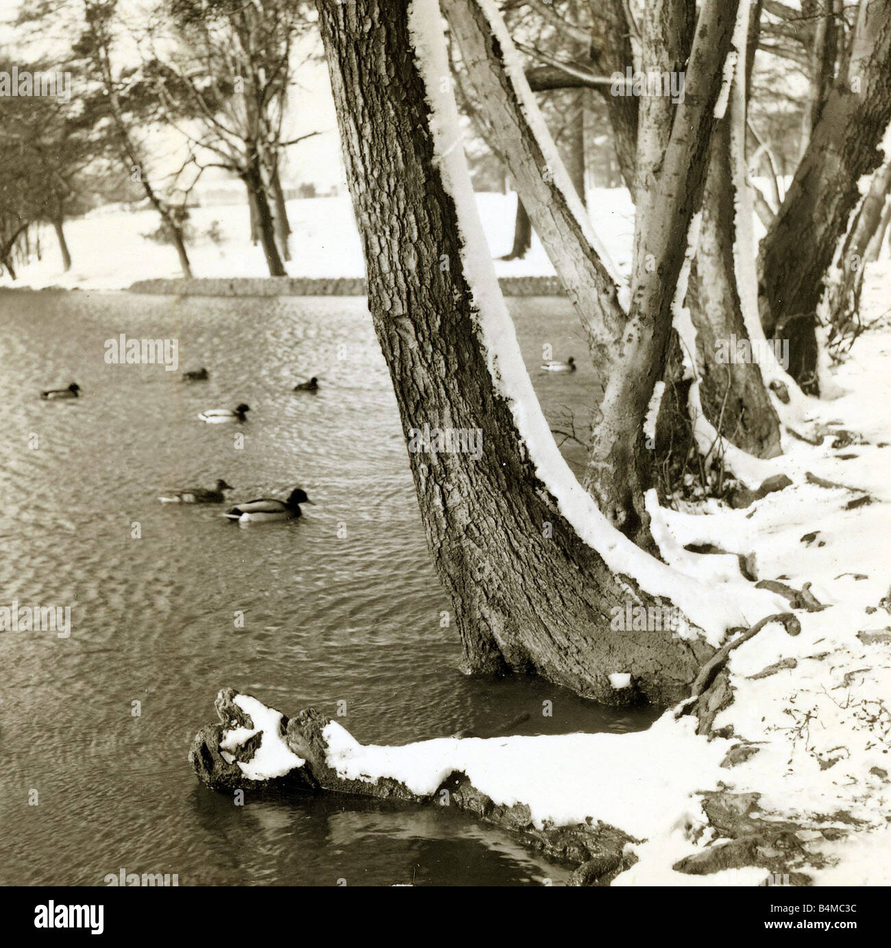 Grovelands Park Southgate Weather Winter Scenes Snow Trees ducks Stock