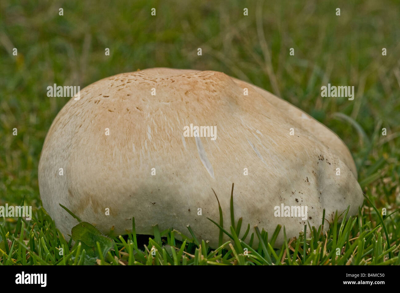 Close up picture of a giant puffball fungus on a headland on the Gower peninsula South Wales Stock Photo