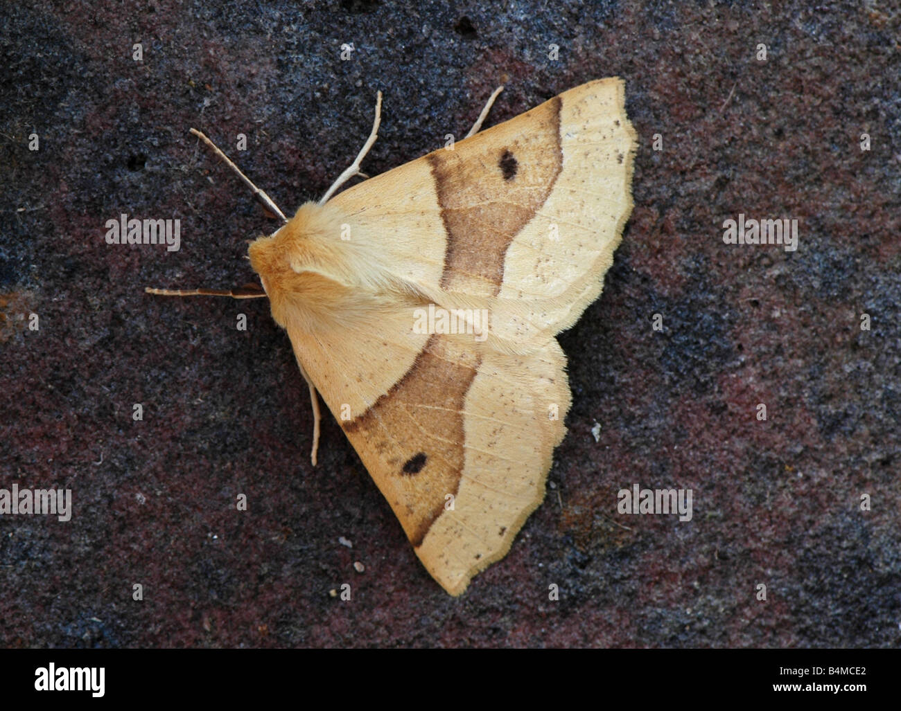 A close up of a Scalloped Oak Moth Stock Photo