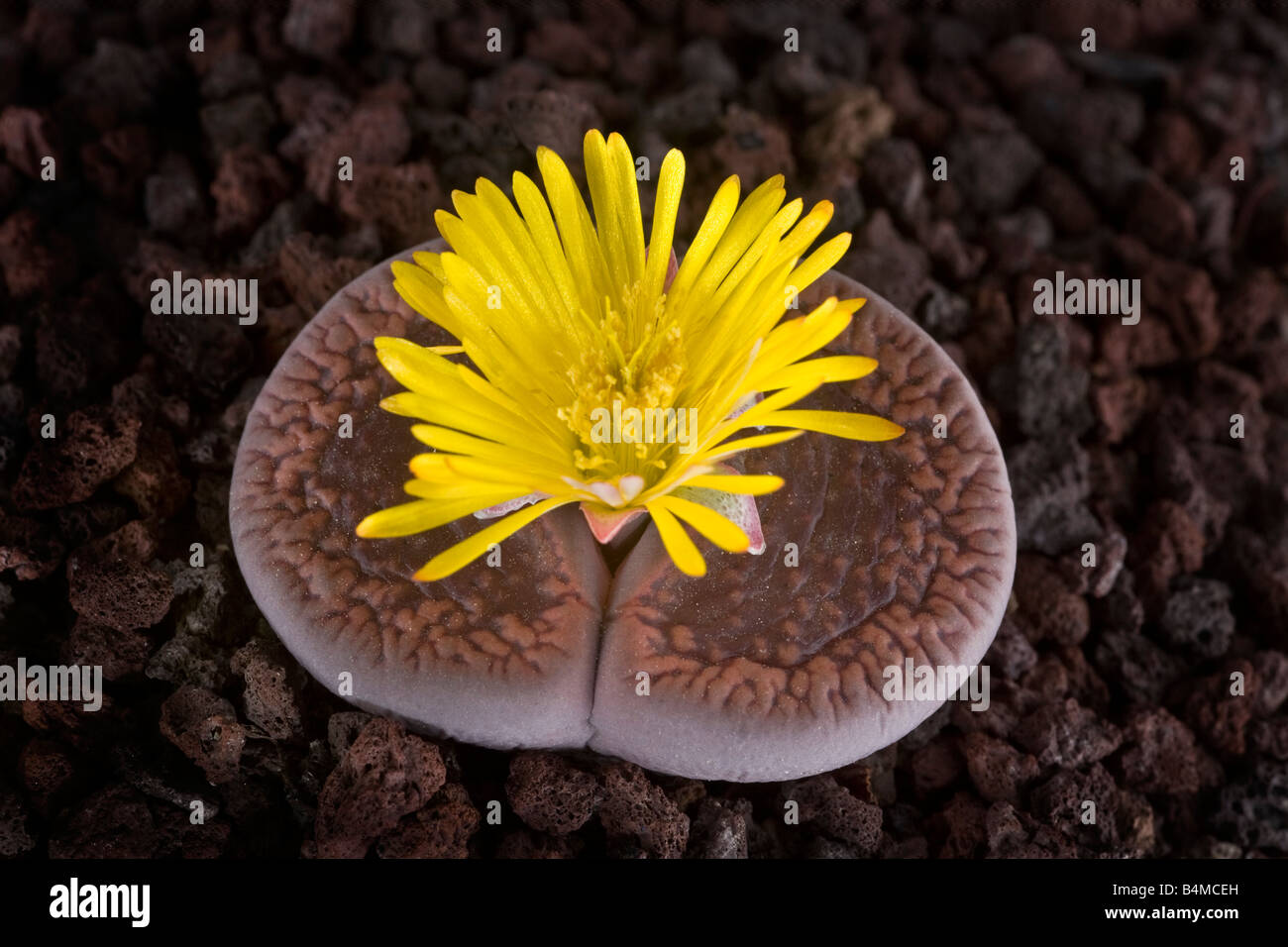 A Flowering stone (Lithops aucampiae). Plante caillou (Lithops aucampiae) en fleur. Stock Photo