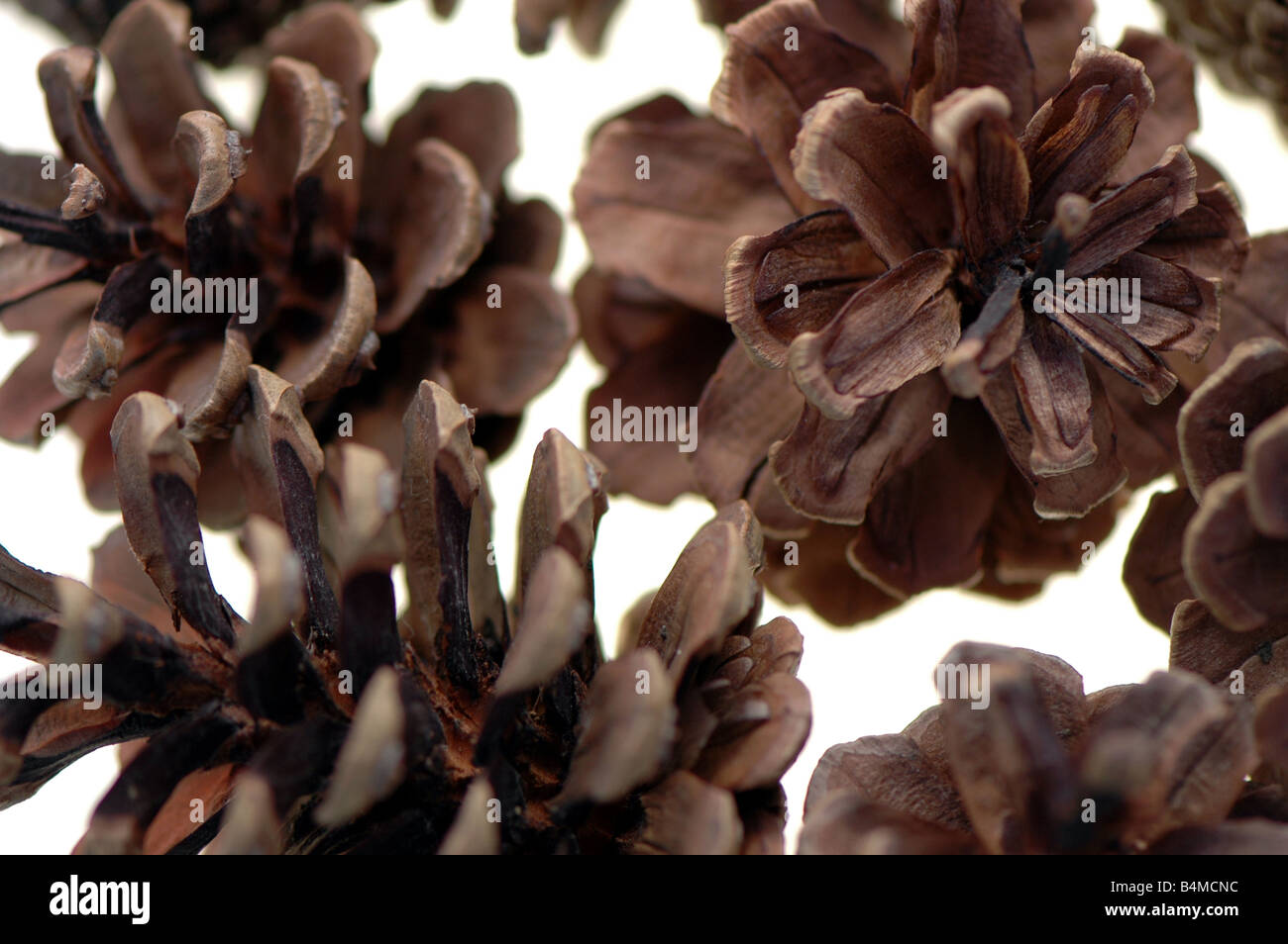 A close up of lots of pine cones Stock Photo Alamy