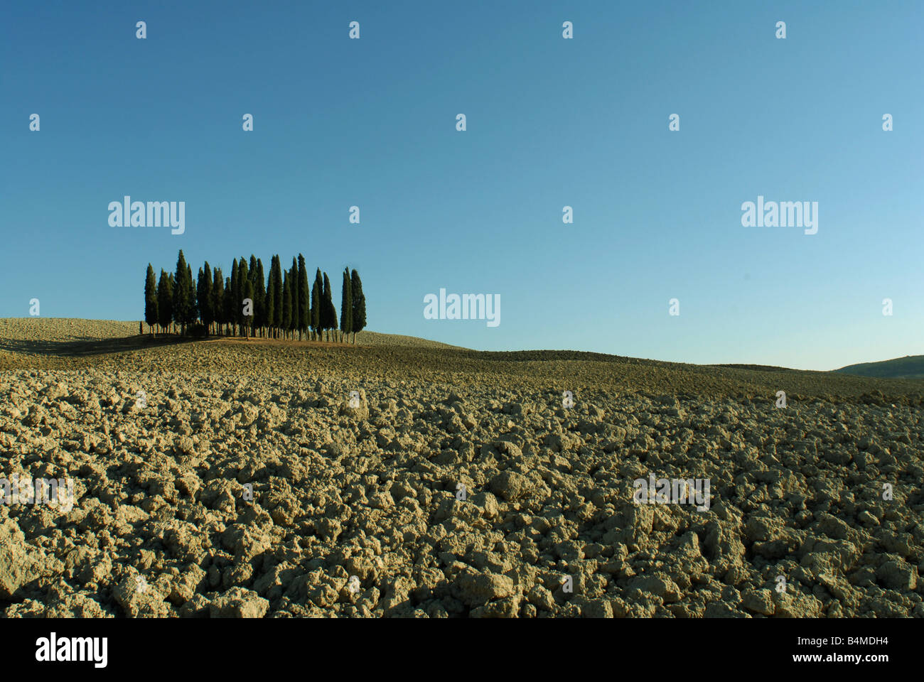 Famous group of Cypress Trees near the town of San Quirico d'orcia, Tuscany, Italy Stock Photo