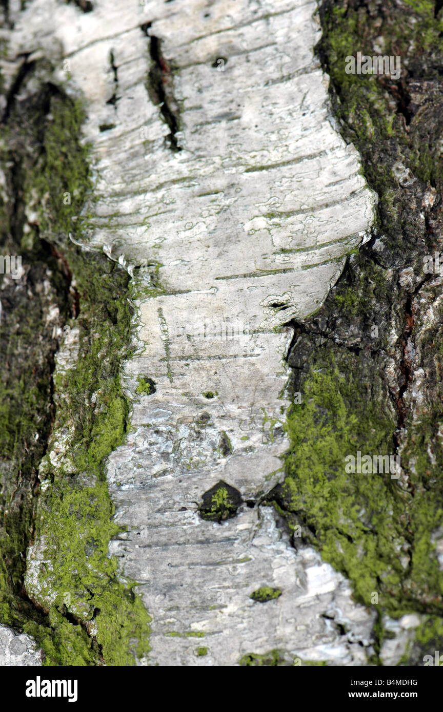 The bark of a Young's weeping birch tree Stock Photo