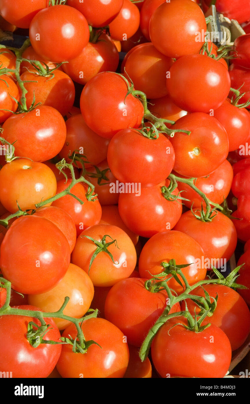 Box of ripe red tomatoes on the vine Stock Photo