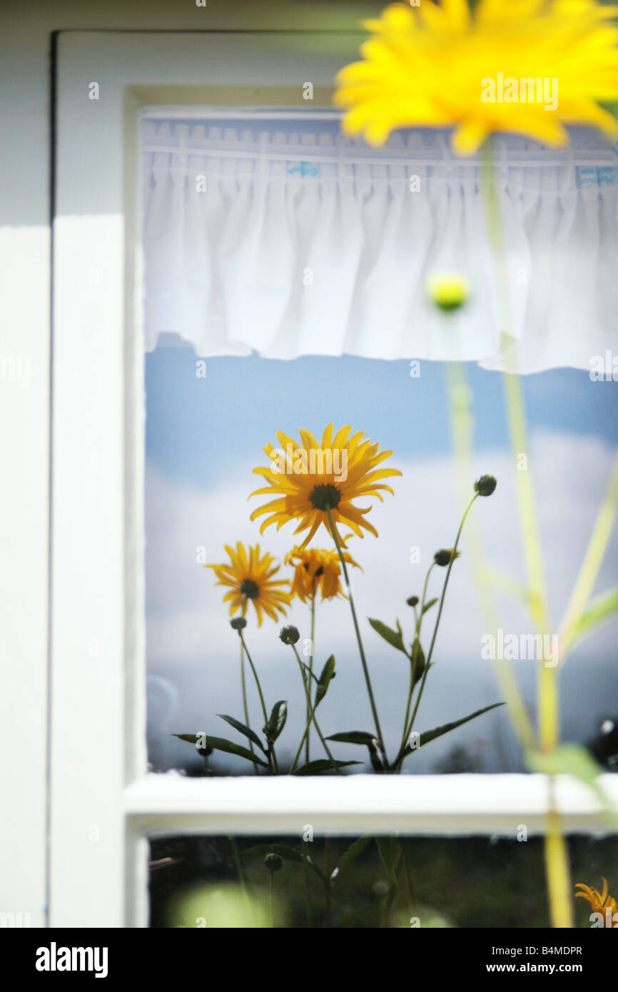 reflection of a yellow flower in the window Stock Photo