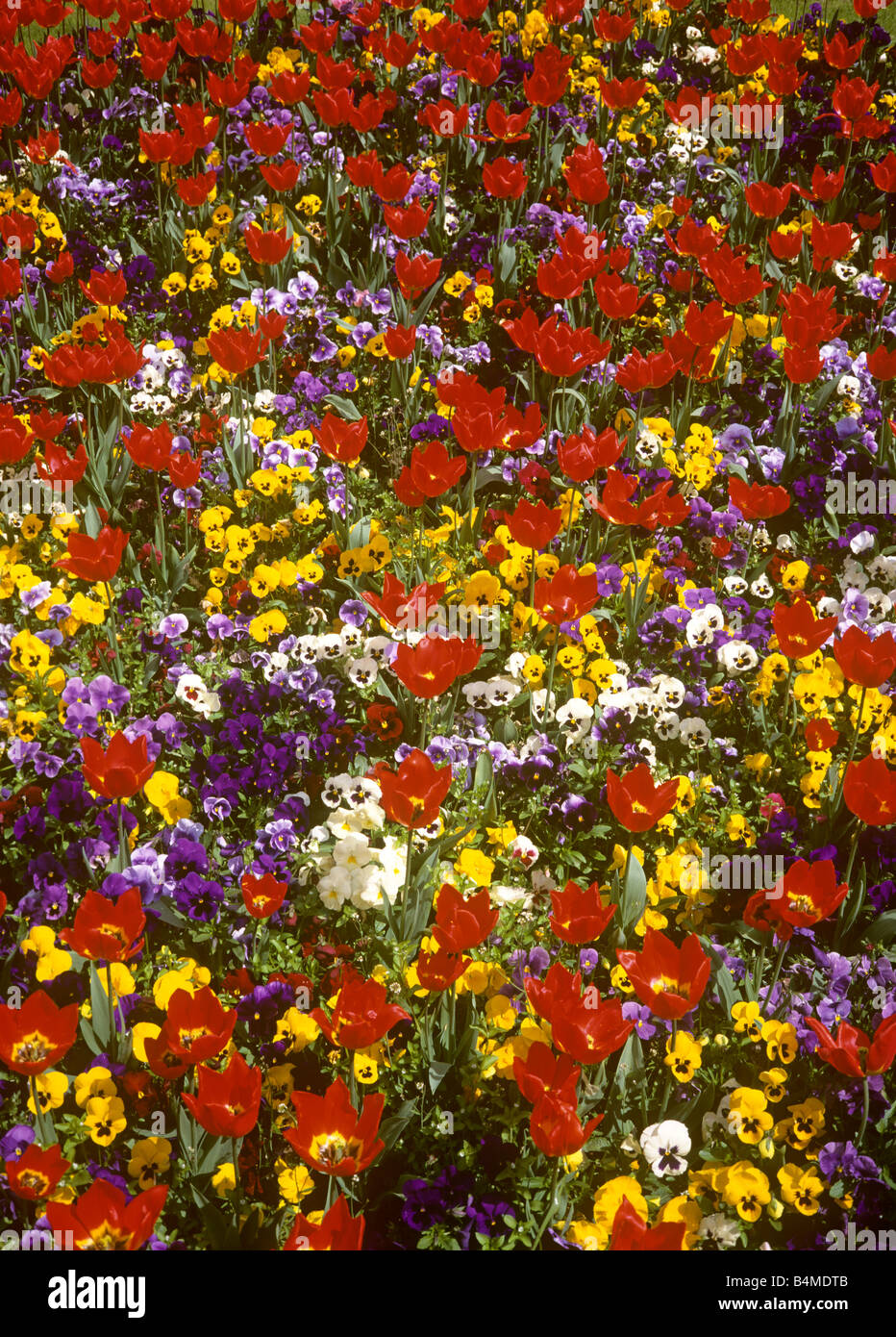 Spring flower bedding hi-res stock photography and images - Alamy