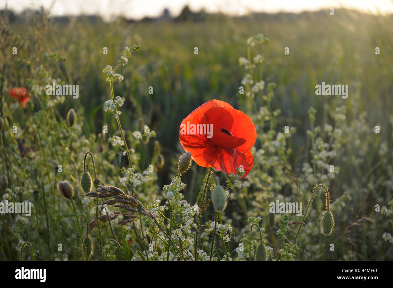 French poppy field hi-res stock photography and images - Alamy