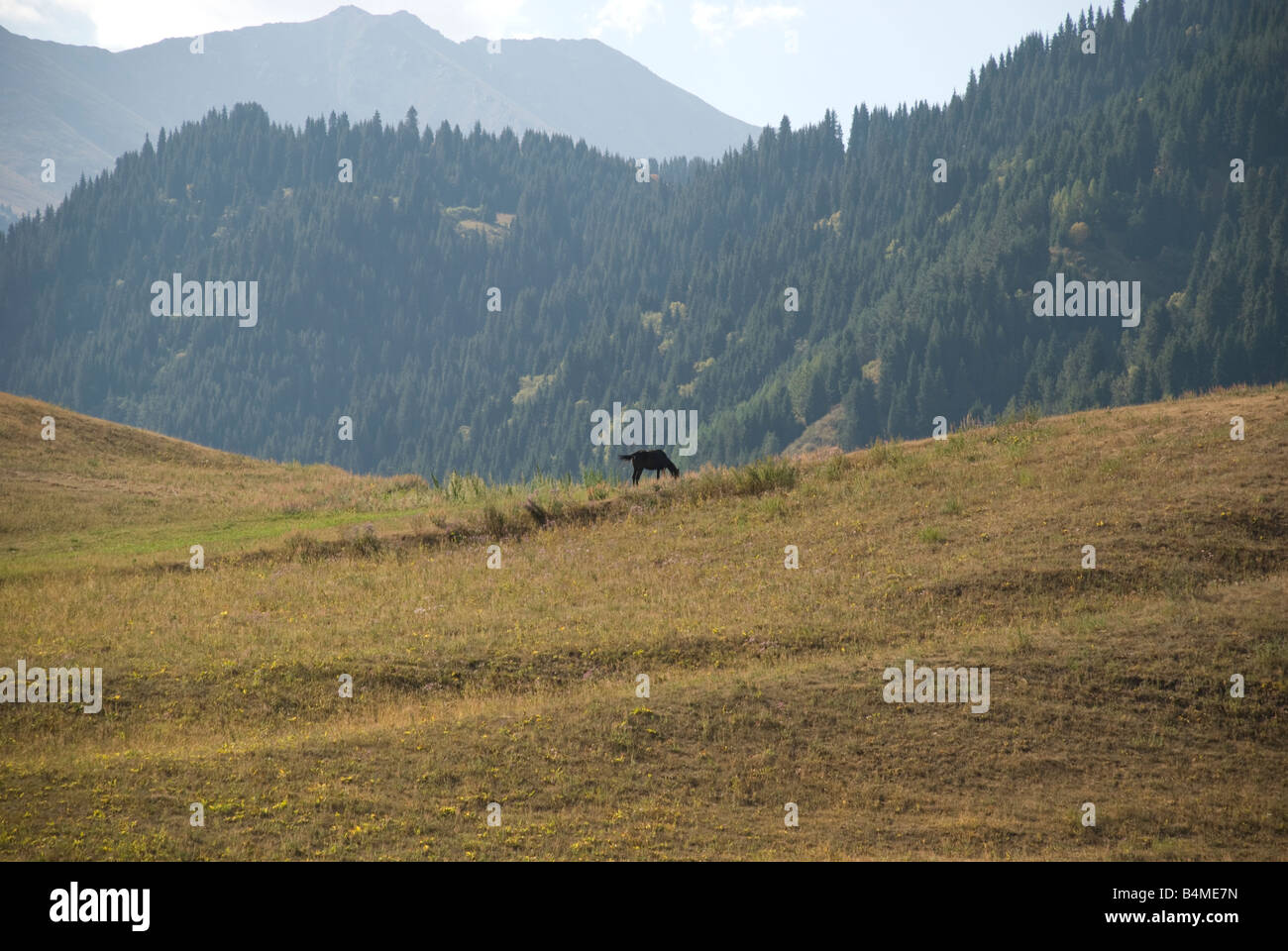 Mountain view with a single horse Stock Photo
