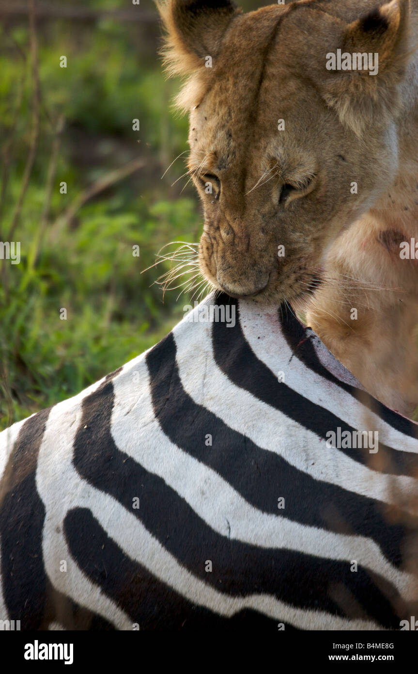 Close-up of lion killing zebra, Masai Mara, Kenya, East Africa Stock Photo