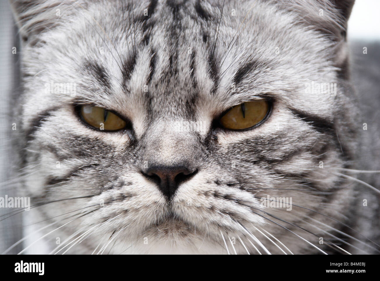 close up of grumpy cat's face Stock Photo