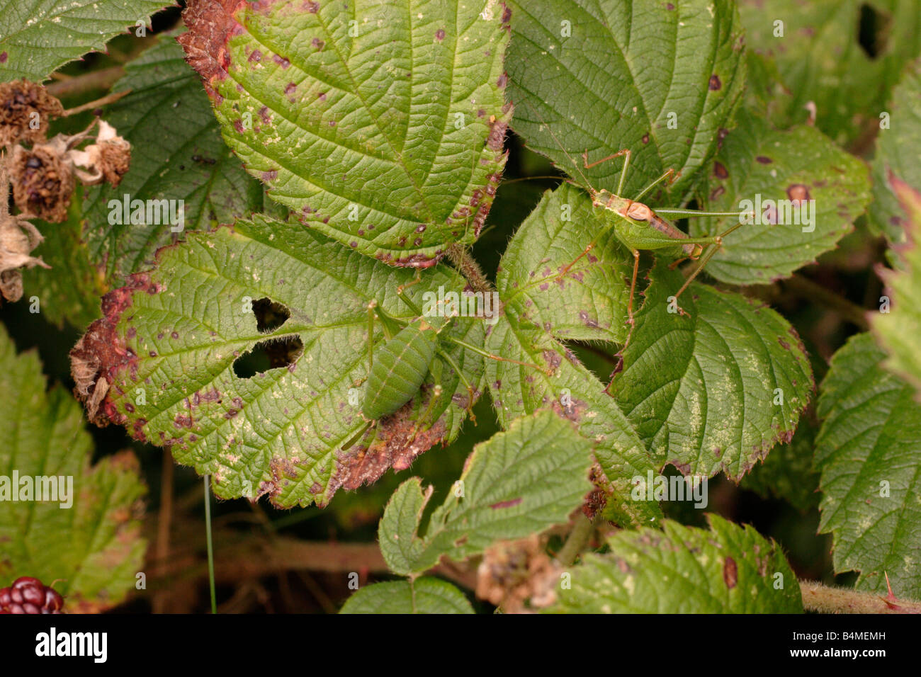 Speckled bush crickets Leptophyes punctatissima Tettigoniidae female left male right well camouflaged on foliage UK Stock Photo