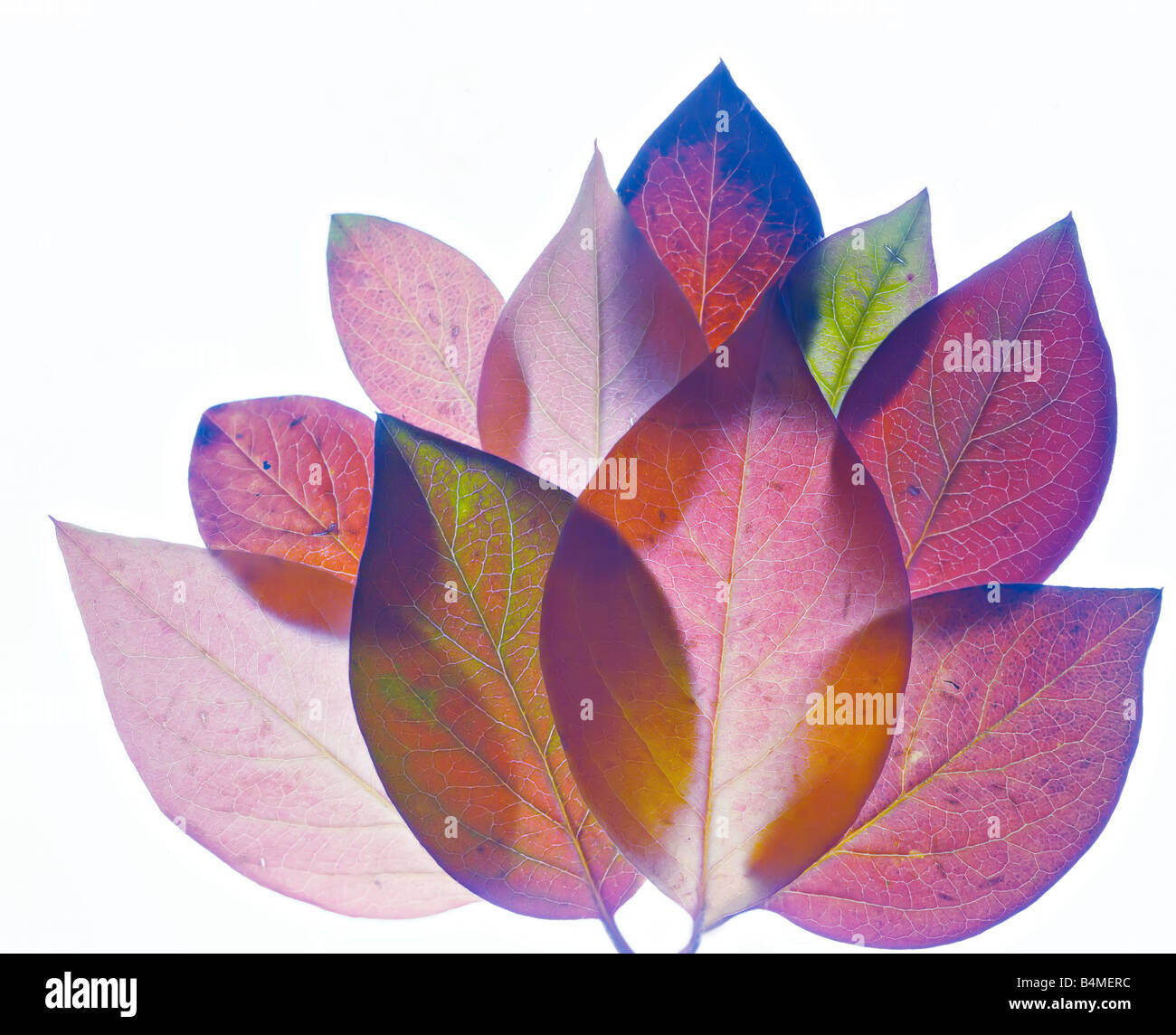colorful translucent leaves on white background Stock Photo