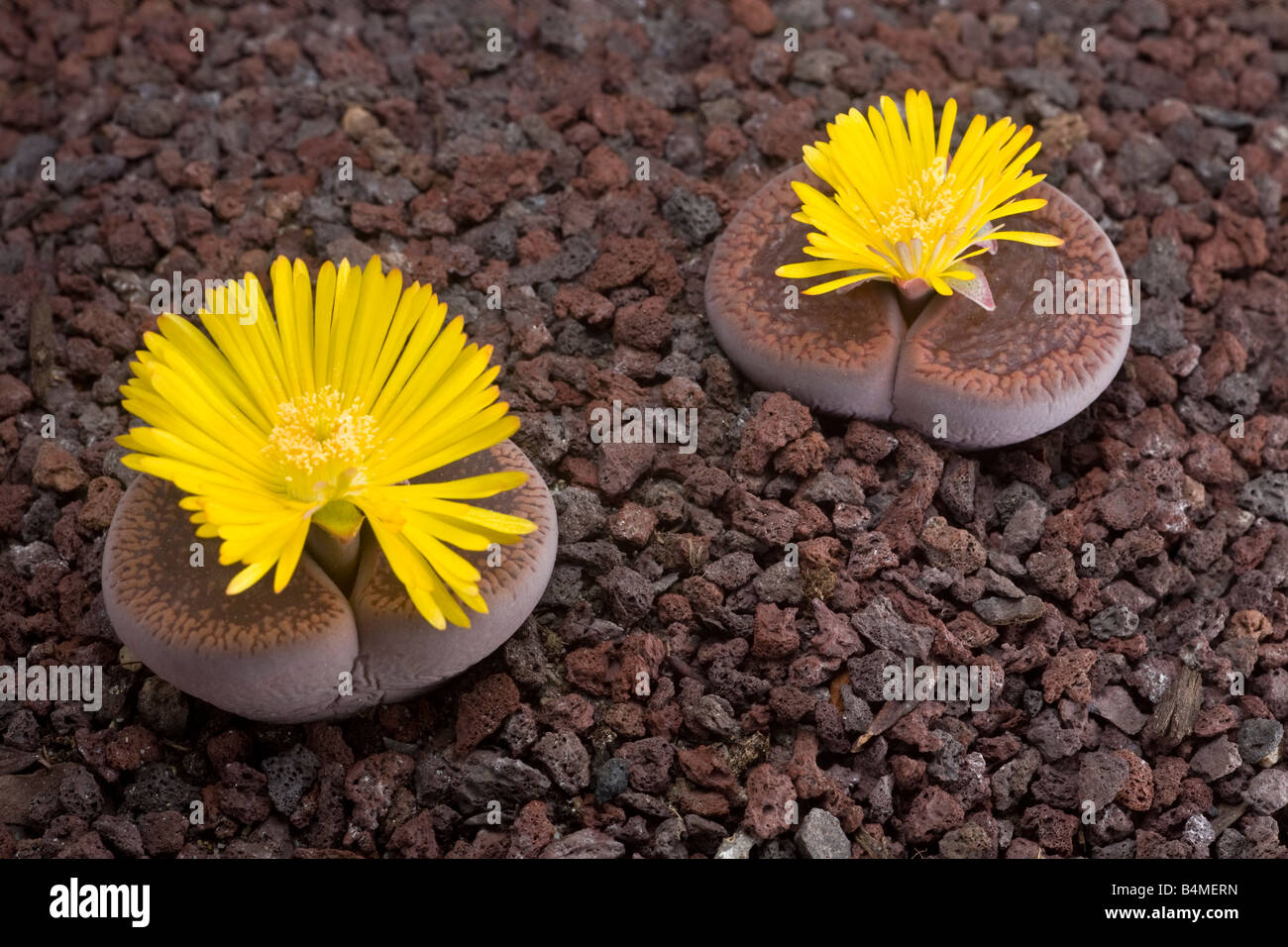 Flowering stones (Lithops aucampiae). Plantes caillou (Lithops aucampiae) en fleur. Stock Photo